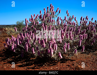 Australische (Mulla Mulla) (Ptilotus Rosa) Wildblumen (Ptilotus Exaltatus), Nordwest-Australien Stockfoto