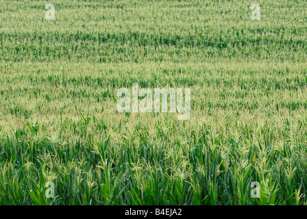 Sommer-Kornfeld Stockfoto