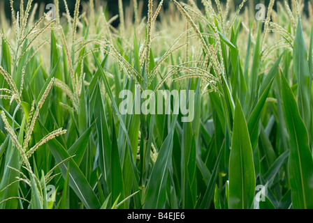 Sommer-Kornfeld Stockfoto