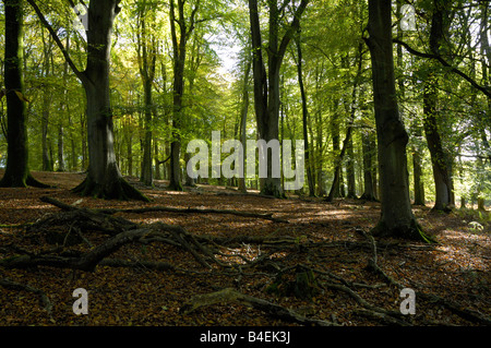 Buche Holz Landschaft im Herbst Stockfoto