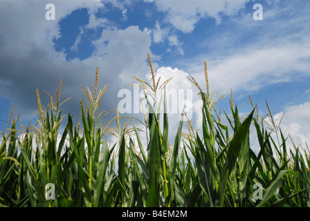 Sommer-Kornfeld Stockfoto