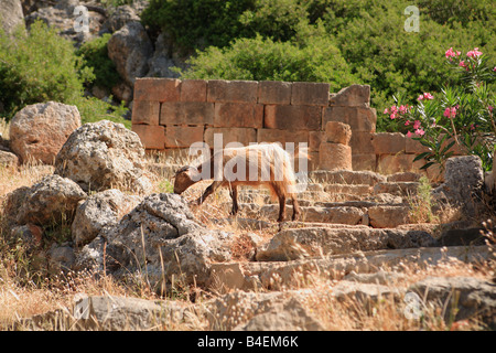 Eine Ziege grasen auf den Stufen zum Tempel zerstörten Asklepion Lissos im Süden West-Kreta-Griechenland die Tempelmauer dahinter steht. Stockfoto