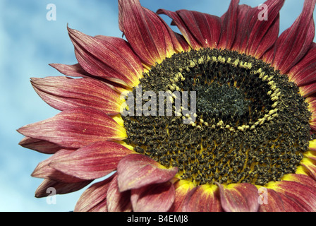 Rote Sonnenblume Stockfoto