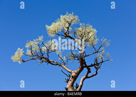 Laub von Moringa Ovalifolia Baum im Baum Geisterwald in Etosha Nationalpark Namibia Stockfoto