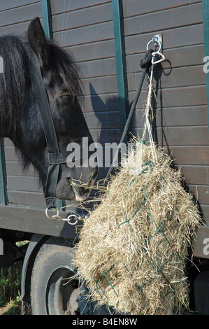 Pferd Heu essen Stockfoto