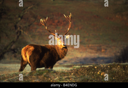 Rothirsch (Cervus Elaphs) frostigen am frühen Morgen am Eastnor Parken Ledbury Stockfoto