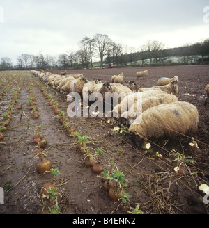 Nördlich von England Maultier Schaf Schafe auf Futtersuche auf Schweden in feuchten kalten Winter Ackerland Stockfoto