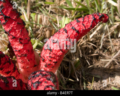 Clathrus Archeri - des Teufels Finger Pilz (UK) oder Octopus Pilz (USA) Stockfoto