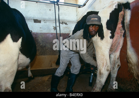 Molkerei Arbeiter Melken Kühe im Stall, überrascht. Südafrika. Stockfoto