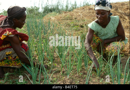 Frauen Ernte Frühlingszwiebeln auf der Farm. Uganda. Stockfoto