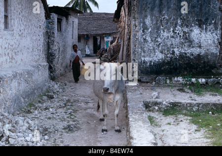 Junge und seine Kuh im Dorf Gasse. Sansibar. Stockfoto