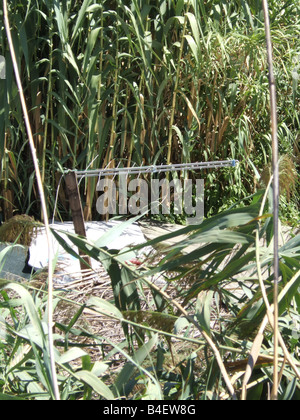 provisorische Immigrant Unterstand mit TV-Antenne in einem Feld in Italien Stockfoto