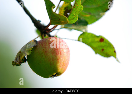 Äpfel bereit für die Kommissionierung in einem Obstgarten auf dem National Trust Killerton Anwesen in der Nähe von Exeter in Devon Stockfoto