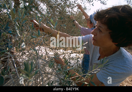 ISM Freiwilliger an Olive Grove arbeiten, Palästina Stockfoto