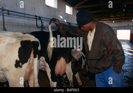 Männer im Kuhstall arbeiten, Südafrika Stockfoto