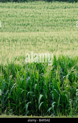 Sommer-Kornfeld Stockfoto