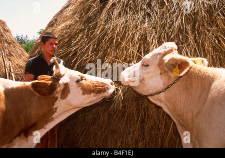 Landarbeiter mit Vieh füttern von Haystack, im Kosovo, auf dem Balkan, Südosteuropa Stockfoto