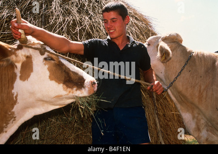 Landarbeiter mit Vieh füttern von Haystack, im Kosovo, auf dem Balkan, Südosteuropa Stockfoto