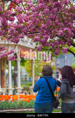 Touristen bewundern die bunte Tulpen, Tulipa, und das historische Prince Of Wales Hotel (erbaut 1864), Niagara-on-the-Lake Stockfoto