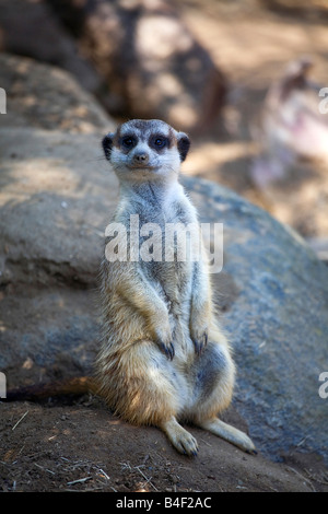 Erdmännchen oder erdmännchen (Suricata suricatta) Stockfoto