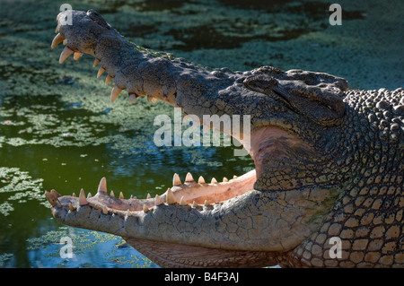 Das australische Salzwasser Leistenkrokodil Crocodylus Porosus klaffenden Kiefern Stockfoto