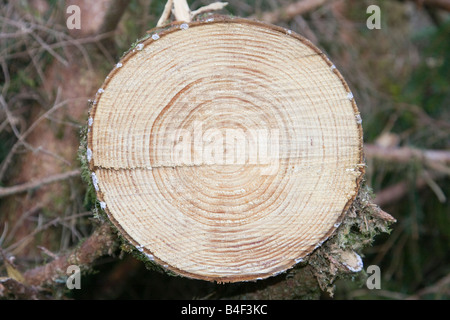 Baum-Querschnitt zeigt Ringe Stockfoto