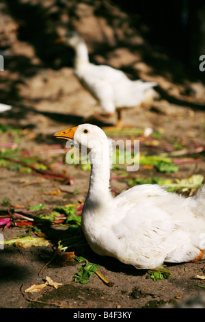 weiße Gans Stockfoto