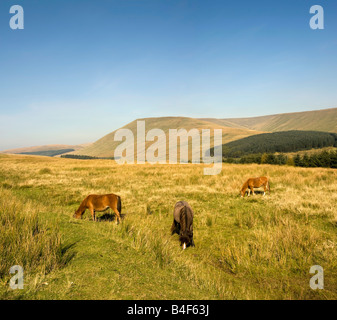 Pferde grasen auf den Brecon Beacons national park Powys Wales uk Pen y Fan höchsten Gipfel der Leuchttürme hinter Stockfoto