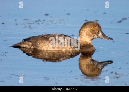 Rothaarige Aythya Americana Oak Hängematte Marsh Manitoba Kanada 19 August unreife Anatidae Stockfoto