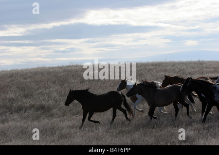 Indian Pony Herde laufen durch die Prärie von South Dakota in einem Indianer-Reservat Stockfoto