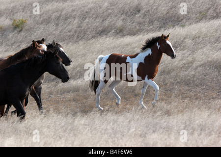 Indian Pony Herde laufen durch die Prärie von South Dakota in einem Indianer-Reservat Stockfoto