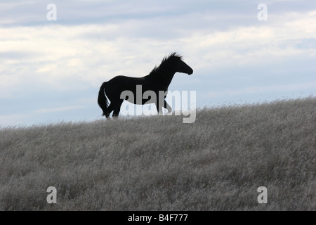 Eine indische Pony in der Prärie von South Dakota Stockfoto