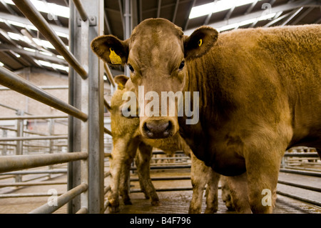 Rinder bei Dingwall Mart, Ross-Shire, Scotland Stockfoto