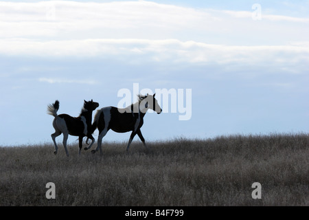 Mutter und Baby Indian Pony in der Prärie von South Dakota Stockfoto