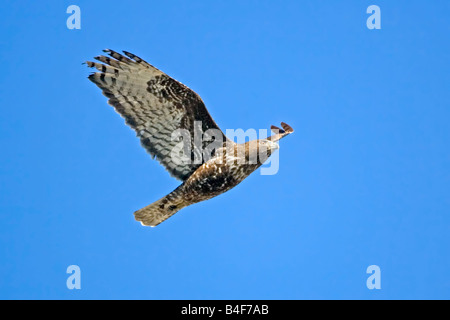 Rot - angebundener Falke Buteo Jamaicensis Tucson Arizona USA 1 März unreifen dunkle Morphen im Flug Accipitridae Stockfoto