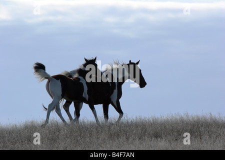 Mutter und Baby Indian Pony in der Prärie von South Dakota Stockfoto