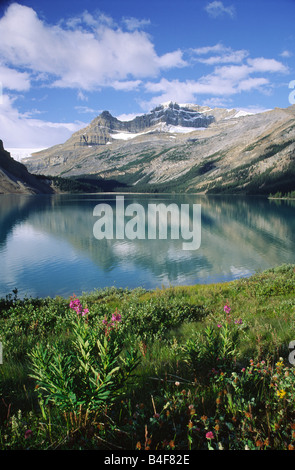 Wildblumen am Bow Lake im Banff Nationalpark, Kanadische Rockies Stockfoto