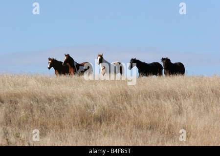 Indian Pony Herde laufen durch die Prärie von South Dakota in einem Indianer-Reservat. Stockfoto