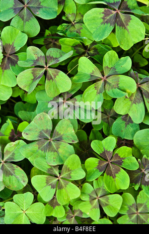 Klee (Trifolium) Stockfoto