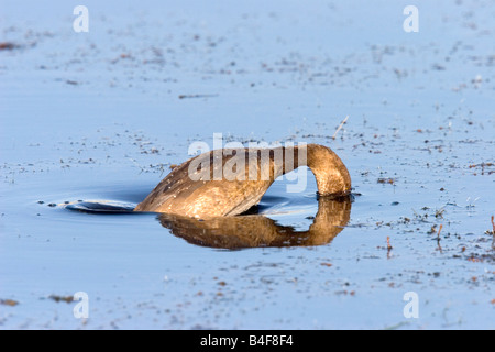 Rothaarige Aythya Americana Oak Hängematte Marsh Manitoba Kanada 19 August unreife Anatidae tauchen ab Stockfoto