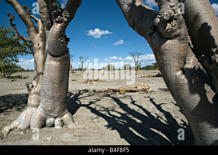 Moringa Ovalifolia Bäume im Baum Geisterwald in Etosha Nationalpark Namibia Stockfoto