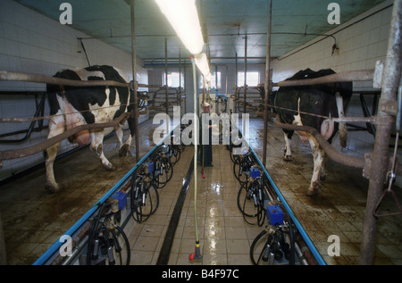 Kühe verlassen einen Melkstand nach dem Melkvorgang, Heidenau, Deutschland Stockfoto