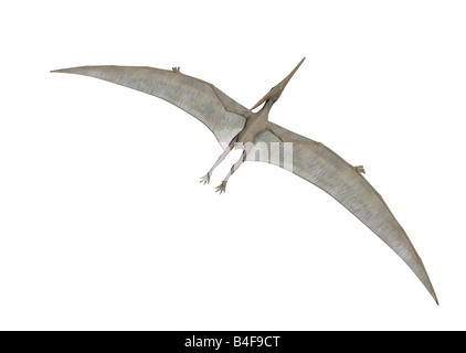 Flugsaurier oder Pteranodon fliegen über weißen isoliert Stockfoto