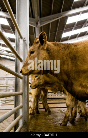 Rinder bei Dingwall Mart, Ross-Shire, Scotland Stockfoto