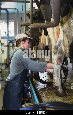 Frau verbinden eine Kuh mit einer Melkmaschine, Heidenau, Deutschland Stockfoto