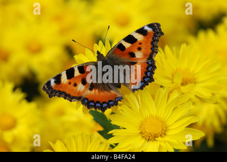 Schmetterling auf gelben Blume Stockfoto