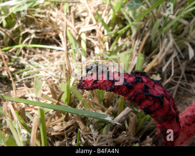 Fliegen auf Clathrus Archeri - Devil's Finger Pilz Stockfoto