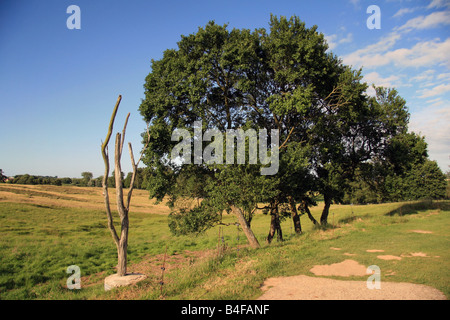 Die Gefahr Baum in Neufundland Memorial Park, der Somme, Frankreich. Stockfoto