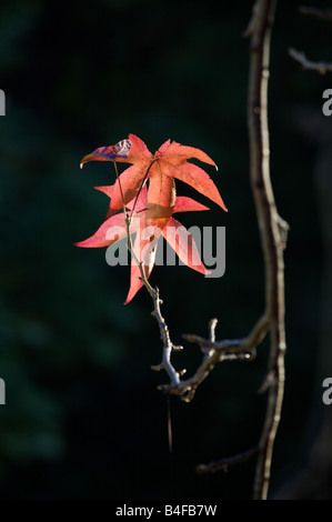 The last leaves of Autumn colour before Winter descends. Stockfoto