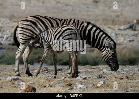 Baby Zebra von der Mutter gesäugt Stockfoto
